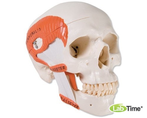 Функциональная модель черепа с жевательными мышцами, 2 части