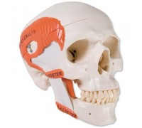 Функціональна модель черепа з жувальними м'язами, 2 частини