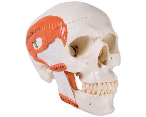 Функціональна модель черепа з жувальними м'язами, 2 частини
