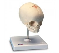 Модель черепа плода, на подставке