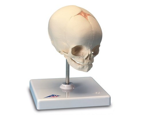 Модель черепа плода, на підставці
