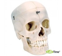 Модель черепа, материал BONElike™, 6 частей