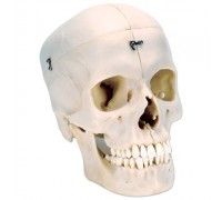 Модель черепа, матеріал BONElike ™, 6 частин