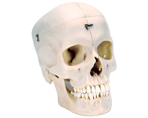 Модель черепа, матеріал BONElike ™, 6 частин