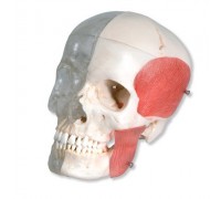 Модель комбинированного черепа, прозрачный/костный, 8 частей