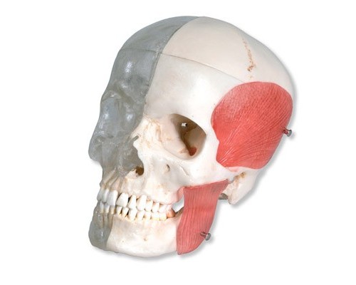 Модель комбінованого черепа, прозорий / кістковий, 8 частин