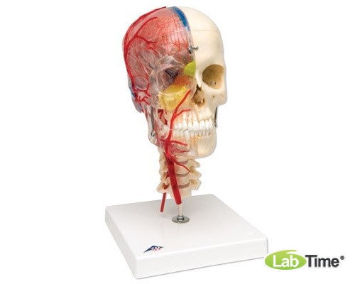 Дидактическая модель черепа класса «люкс», материал BONElike™, 8 частей