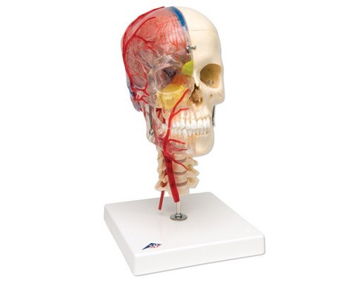 Дидактична модель черепа класу «люкс», матеріал BONElike ™, 8 частин