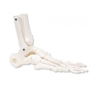 Модель скелета правой стопы с фрагментами большеберцовой и малоберцовой костей, на гибком креплении