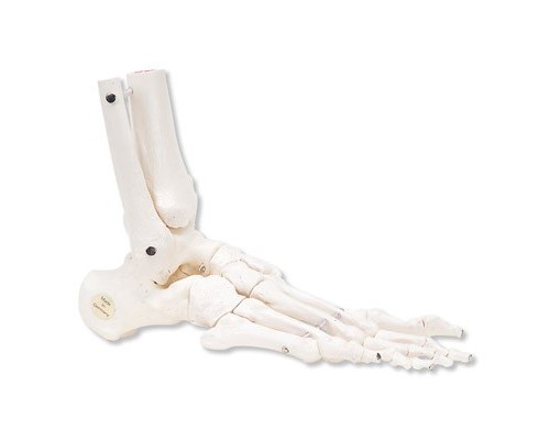 Модель кістяка правої стопи з фрагментами великої та малої гомілкових кісток, на гнучкому кріпленні