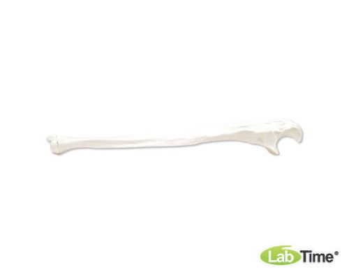 Модель левой локтевой кости