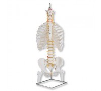 Класична модель гнучкого хребта з ребрами і головками стегнових кісток