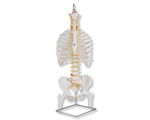 Класична модель гнучкого хребта з ребрами і головками стегнових кісток