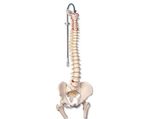 Класична модель гнучкого хребта з головками стегнових кісток