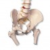 Классическая модель гибкого позвоночника с головками бедренных костей