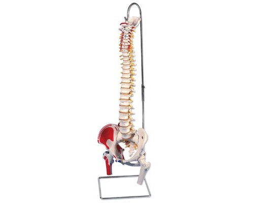 Класична модель гнучкого хребта з головками стегнових кісток і розміткою м'язів