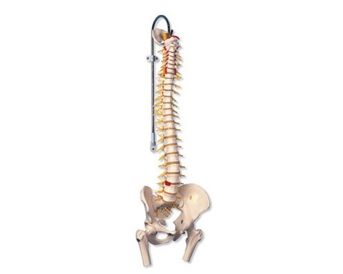Модель гнучкого хребта з головками стегнових кісток класу «люкс»