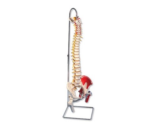 Модель гнучкого хребет з головками стегнових кісток і розміткою м'язів класу «люкс»