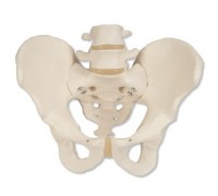 Модель скелета мужского таза