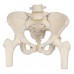 Модель скелета женского таза с подвижными головками бедренных костей
