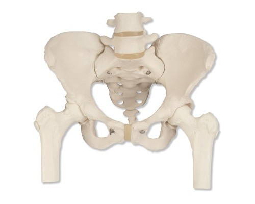 Модель кістяка жіночого таза з рухомими головками стегнових кісток