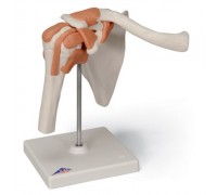 Функціональна модель плечового суглоба
