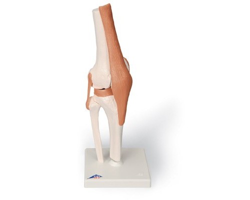 Функціональна модель колінного суглоба
