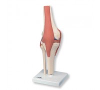Функціональна модель колінного суглоба класу «люкс»