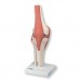 Функціональна модель колінного суглоба класу «люкс»