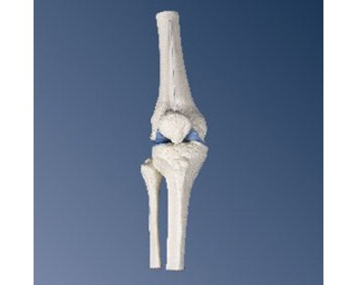 Мини-модель коленного сустава