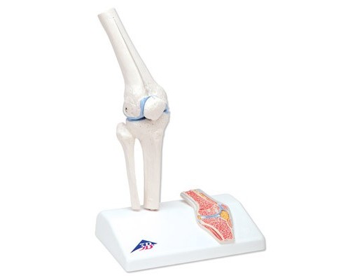 Міні-модель колінного суглоба з поперечним перерізом
