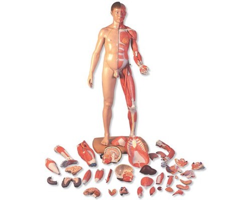 Фигура с мышцами 3B Scientific®, двуполая, в натуральную величину, европеоидного типа, 39 частей