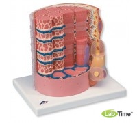 Модель мышечного волокна 3B MICROanatomy™