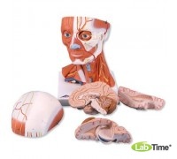 Модель мускулатуры головы и шеи, 5 частей