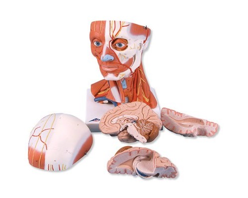 Модель мускулатури голови і шиї, 5 частин