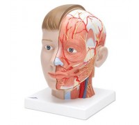 Модель голови і шиї, 4 частини