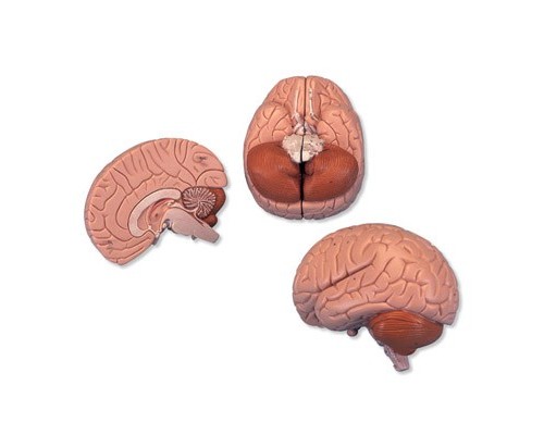 Модель мозга, 2 части