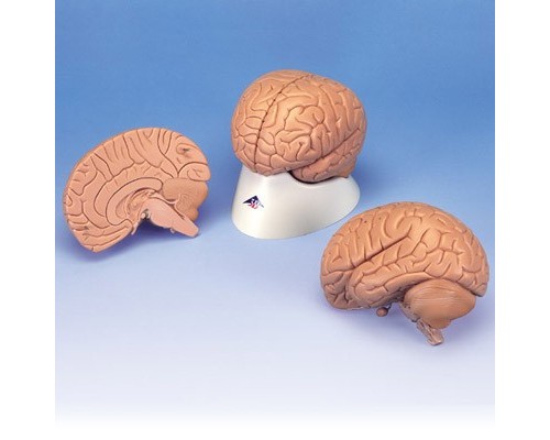 Модель мозку для початкового вивчення, 2 частини