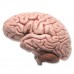Классическая модель мозга, 5 частей