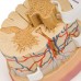 Модель спинного мозку з нервовими закінченнями