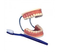 Гігантська модель «Догляд за зубами», 3-кратне збільшення