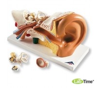 Модель уха, 3-кратное увеличение, 4 части