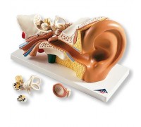 Модель вуха, 3-кратне збільшення, 4 частини