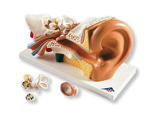 Модель вуха, 3-кратне збільшення, 4 частини