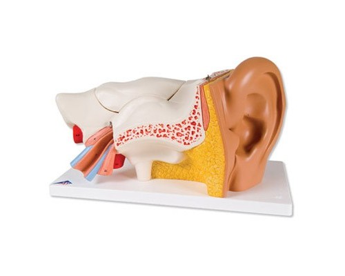Модель уха, 3-кратное увеличение, 6 частей