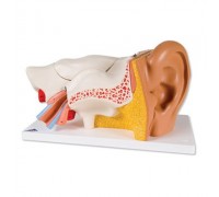 Модель вуха, 3-кратне збільшення, 6 частин