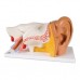 Модель вуха, 3-кратне збільшення, 6 частин