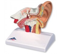 Настільна модель вуха, 1.5-кратне збільшення