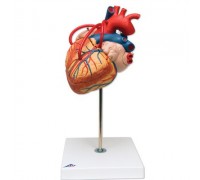 Модель сердца с шунтами, 2-кратное увеличение, 4 части