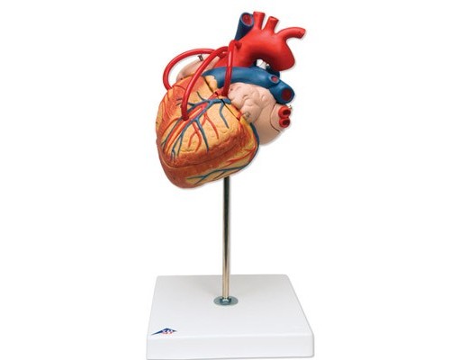 Модель серця з шунтами, 2-кратне збільшення, 4 частини